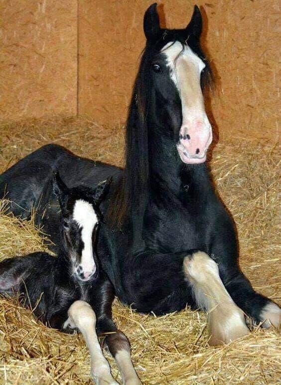 Mother and daughter - On a scale from 1 to 10 how beautiful is this photo
